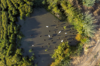 CDTICA presentar&aacute; en FIO un proyecto sobre el uso de drones en el estudio de censos poblacionales de las aves